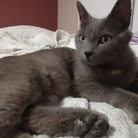 Miso, chatte à adopter