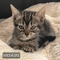 Voltaire, chat à adopter