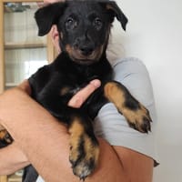 ANDIE, chienne à adopter