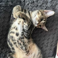 MINO, chat à adopter