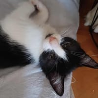 PIMOUSSE, chat à adopter