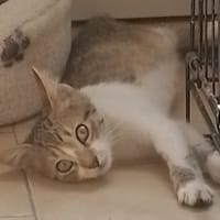 MILO, chat à adopter