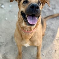 ADA (Maria), chienne à adopter