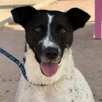 STELLA (Maria), chienne à adopter