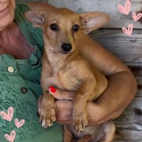 Mirtilla, cane femmina da adottare