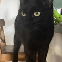 Syra, chatte à adopter