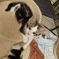 Atos, chat à adopter