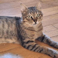 Appolo, chat à adopter
