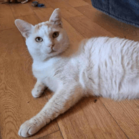 Bonhomme, chat à adopter