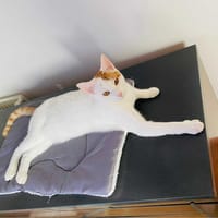 Junior, chat à adopter