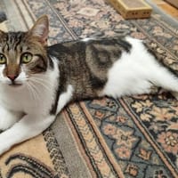 Léo, chat à adopter