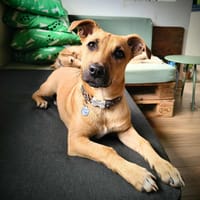 Oscar, chien à adopter