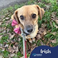 Irish, female dog to adopt