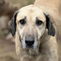 GONA, lieb und freundlich, Hündin zur Adoption