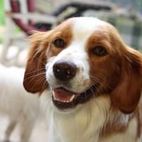 Cameo ein Herzenshund sucht sein Zuhause, Hund zur Adoption