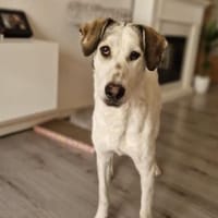 Felicia wünscht sich endgültiges Zuhause, Hündin zur Adoption