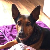 Tulma1 sucht ein Zuhause/Pflegestelle, Hündin zur Adoption