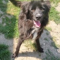 OZZY sucht fröhliche Menschen, Hund zur Adoption