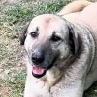 Zauberhafte YONA, Hündin zur Adoption