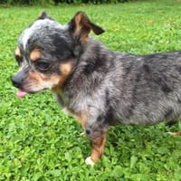 Bingo in 69126 Heidelberg #, Hund zur Adoption