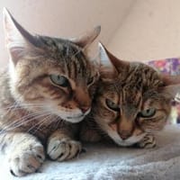 Dringender Notfall: Crunchy und Cimba, Kater zur Adoption