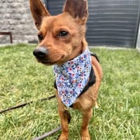 Leon - auf PS in BW sucht sein Glück, Hund zur Adoption