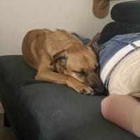 Zuhause gesucht für Tyson, Hund zur Adoption