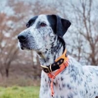 Bronco2/Michel1 sucht eine Dauerpflegest, Hund zur Adoption