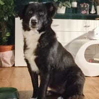 Zuhause gesucht für Donna, Hündin zur Adoption