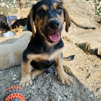 Zuhause gesucht für Fiete, Hund zur Adoption
