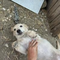 Zuhause/Pflegestelle gesucht für Fanny, Hündin zur Adoption