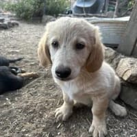 Zuhause/Pflegestelle gesucht für Freddy, Hund zur Adoption