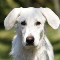 Fantino sucht nach seinem Zuhause, Hund zur Adoption
