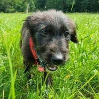 YOLANDA sucht liebevollen Menschen, Hund zur Adoption