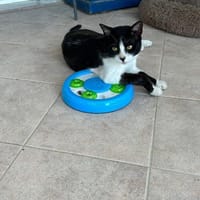 Zuhause/Pflegestelle gesucht für Balu, Kater zur Adoption