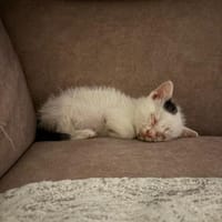 Zuhause/Pflegestelle gesucht für Noulis, Kater zur Adoption