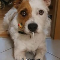 Retaco herziges ❤Energiebündel, Hund zur Adoption