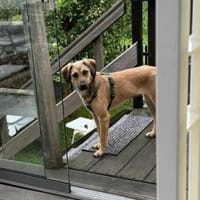 🆘 wundervolle Chai🆘 Notfall, Hündin zur Adoption