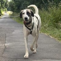 Fiorello hofft auf seine Chance, Hund zur Adoption