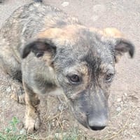 Lara, zartes Hundemädchen sucht Liebe, Hündin zur Adoption