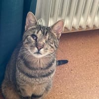 Zuhause gesucht für Nuri&Xena, Katze zur Adoption