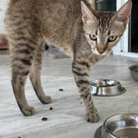 Zuhause/Pflegestelle gesucht für Jessi, Katze zur Adoption