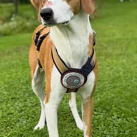Zuhause gesucht für Aiwa, Hündin zur Adoption