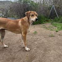Zuhause gesucht für Junior, Hund zur Adoption