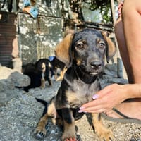 Zuhause gesucht für Fly, Hündin zur Adoption