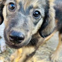 Zuhause/Pflegestelle gesucht für Fee, Hündin zur Adoption