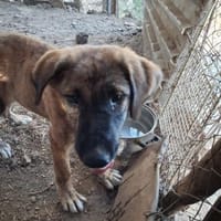 Zuhause/Pflegestelle gesucht für Buffy, Hündin zur Adoption