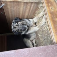 Zuhause/Pflegestelle gesucht für Linus, Hund zur Adoption