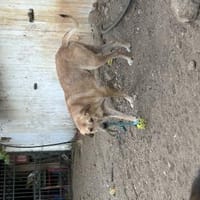 Zuhause/Pflegestelle gesucht für Nino, Hund zur Adoption