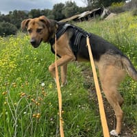 Zuhause oder Pflegestelle gesucht für Mi, Hund zur Adoption